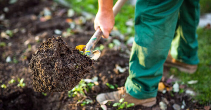 Der Garten im Fruehling