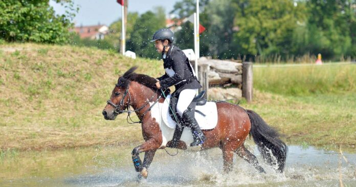 Pferdesport Reiten