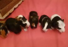 Tiere als Weihnachtsgeschenk Tiere als Weihnachtsgeschenk