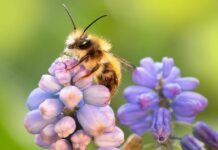 Das Projekt «Schwalbenschwanz & Seidenbiene» geht weiter Eine Wildbiene sitzt auf einer violetten Blume.