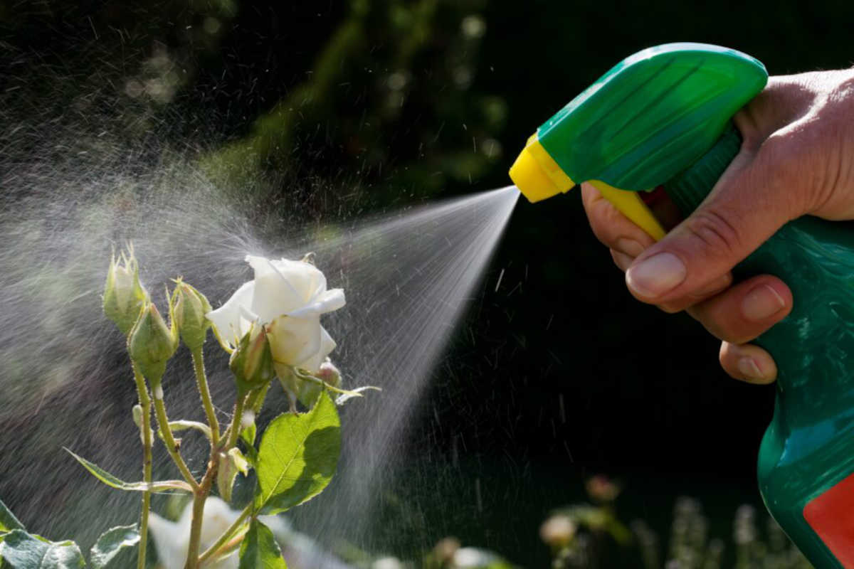 Eine weisse Blume wird mit einem Insektizid bespritzt.
