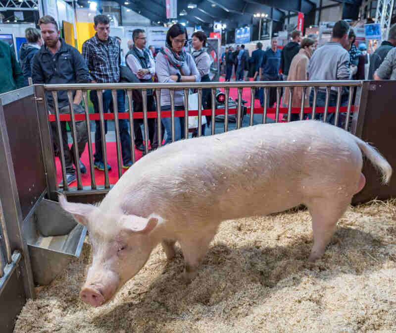 Mit dem richtigen Stall zum glucklichen Schwein. Bild Suisse Tier