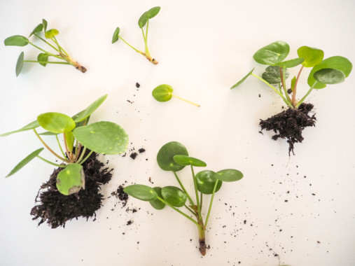 Die Pilea ist auch als Bauchnabelpflanze, Ufopflanze, Glückstaler und Pfannkuchenpflanze bekannt. Bild: Luoxi/Depositphotos