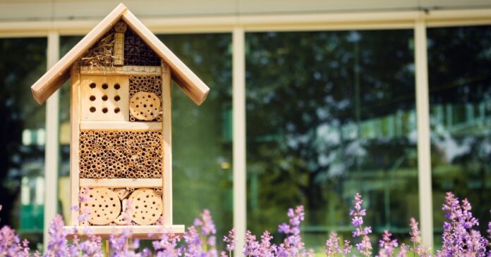 Wie du Hummeln im eigenen Garten unterstuetzen kannst