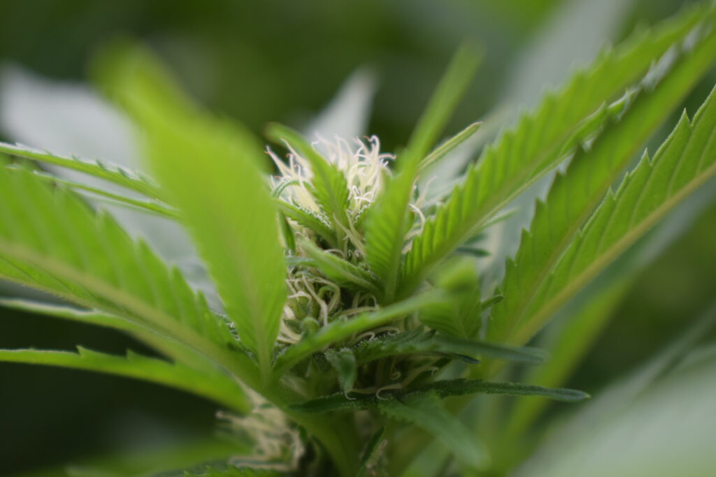 Die Hanfpflanze hat weit mehr als die Blüte zu bieten. Bild: Flickr Cannabis Urlaub