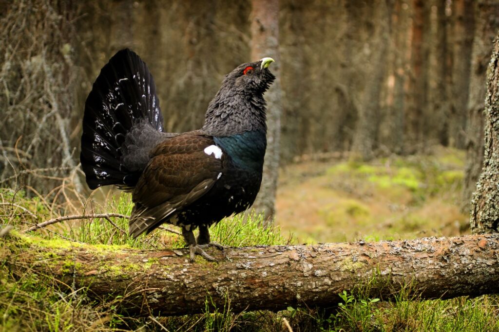 Die Auerhähne haben es nicht leicht im Gutschwald. Bild: logoff/Depositphotos