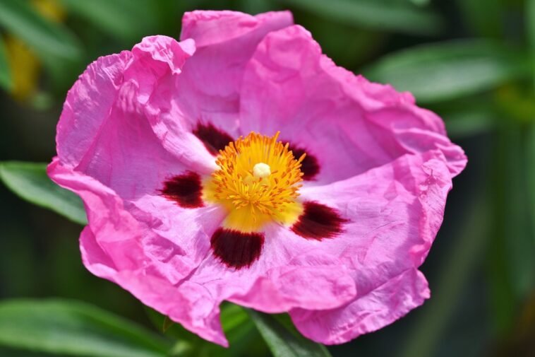 Die Blüte einer Purpur-Zistrose Die Blüte einer Purpur-Zistrose. Bild: pixabay/Capri23auto