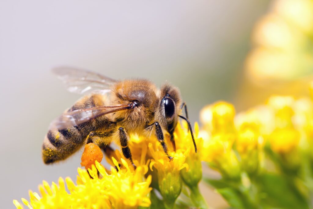 Wildbienen Pflanze Arterhaltung