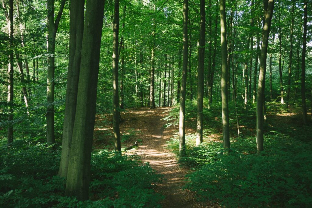 Waldweg