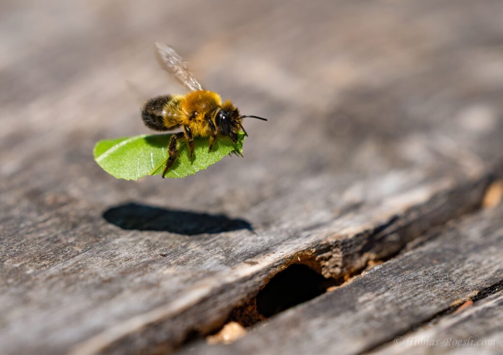 Blattschneiderbiene fliegt mit Blatt