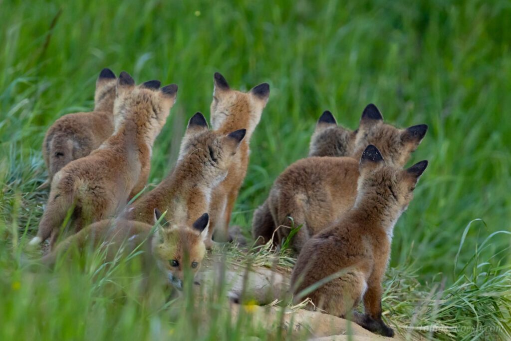 Fuchsjunge lauschen ihrer Mama