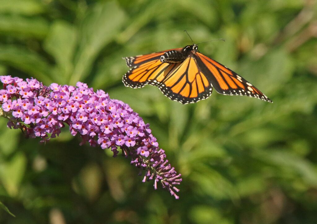 Sommerflieder lockt Schmetterling an