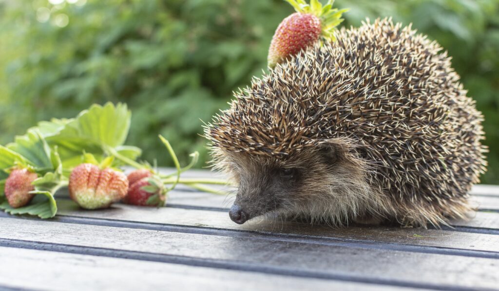 Ein Igel ist abgebildet, hinter ihm sind unreife Erdbeeren zu sehen.