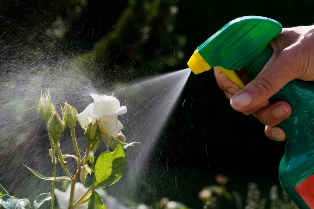Eine weisse Blume wird mit einem Insektizid bespritzt.
