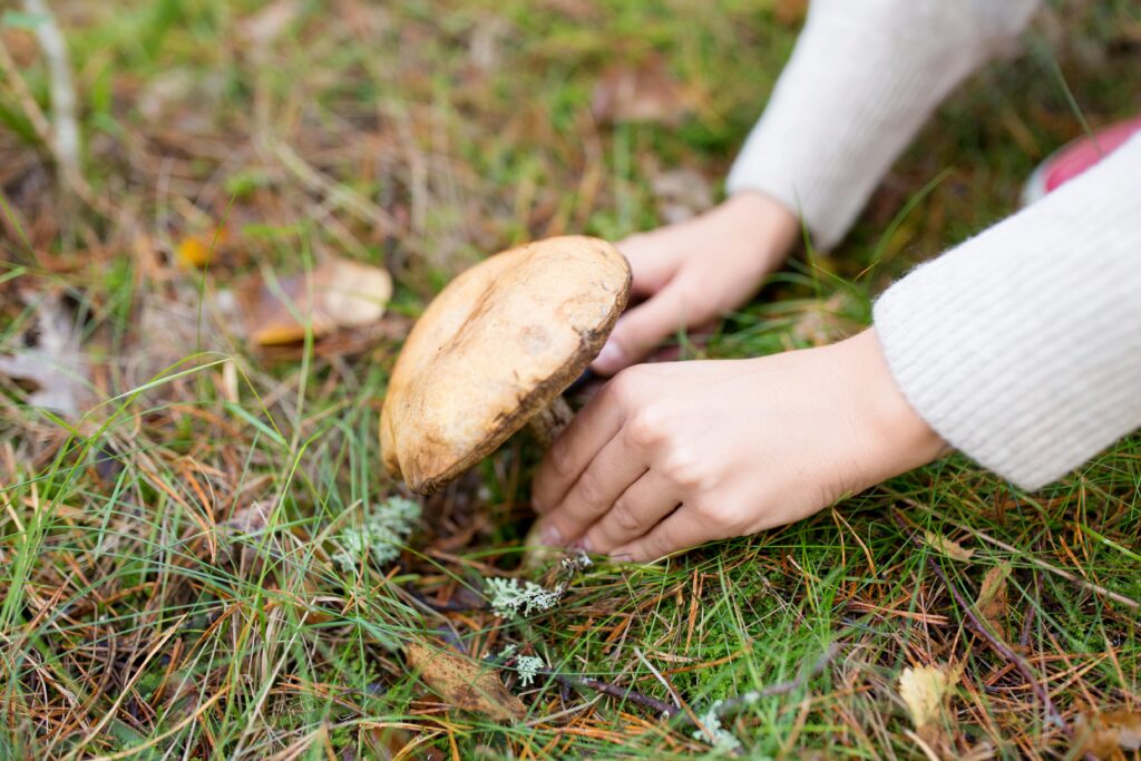 Ein grosser Pilz wird von zwei Händen auf dem Boden herausgedreht.