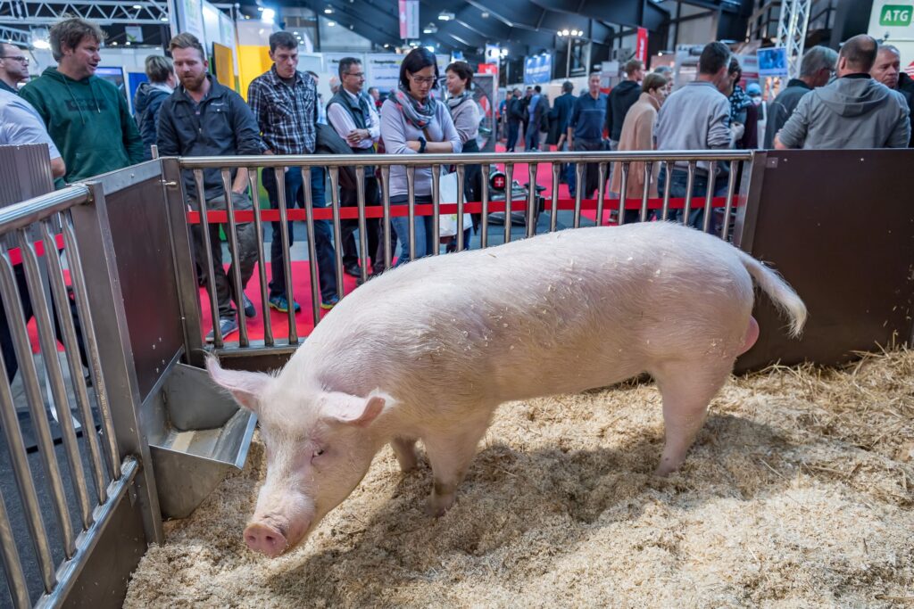 Schwein an der Suisse Tier in Luzern