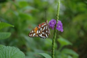 Papiliorama Schmetterling