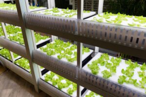 Indoor Farming mit Hydrokultur und kultivierten Pflanzen
