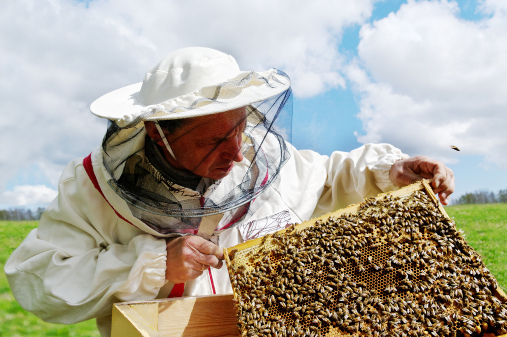 Imker mit Bienen ImkerInnen