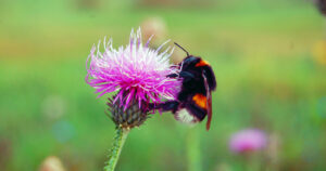 Eine Hummel beim Bestäuben.