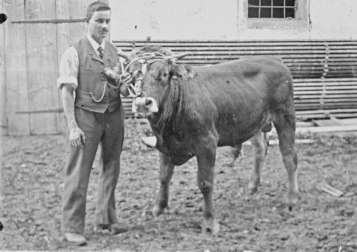 Ein Mann hält einen Stier S/W