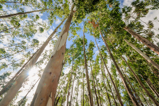 Eucalyptus Baum