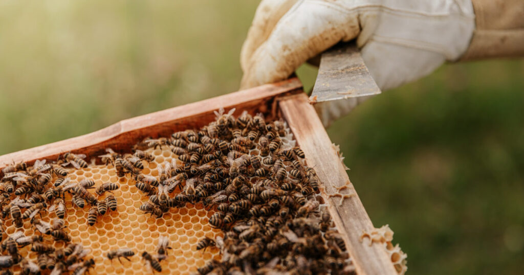 Honig Bienen Imker