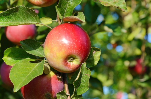 Reifer Apfel an Apfelbaum