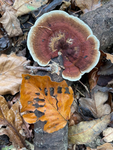 Pilze Waldboden