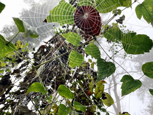 Spinnennetz Wald