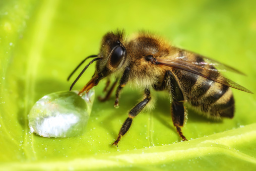 Biene auf Blatt mit Wassertropfen