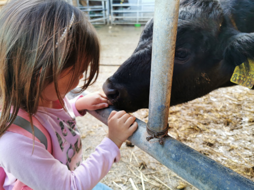 Kind füttert Kuh