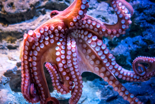 Foto eines Oktopus im Wasser.