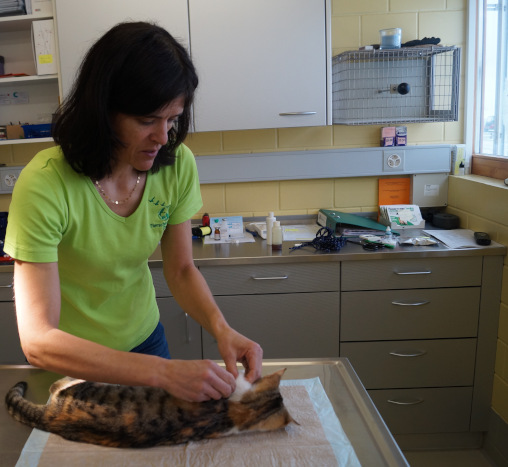 Tierärztin Sabine Frank mit Katze auf dem Behandlungstisch