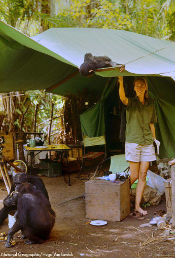 Goddall als junge Frau im Camp neben Schimpansen