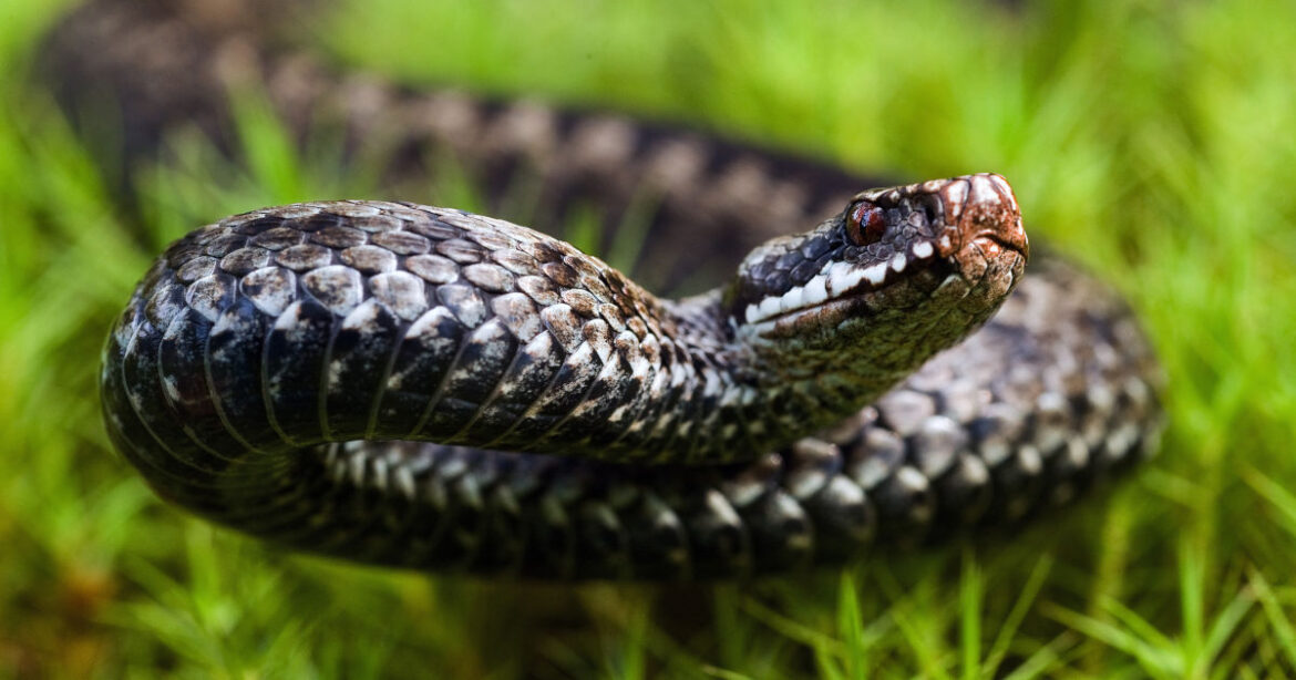 Kreuzotter im Gras