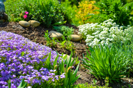 Ein grünes Gartenbeet