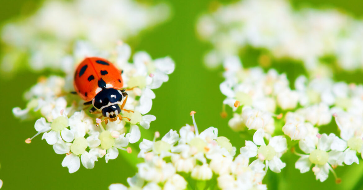 Marienkäfer sitzt auf Blüte