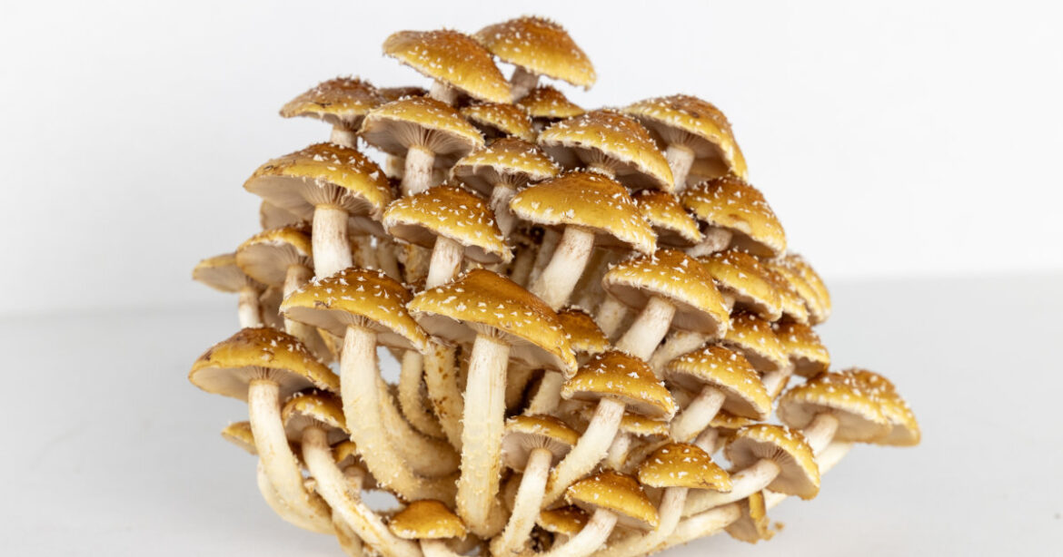 kleine Pilze in einer Struktur