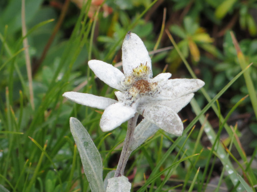 Edelweiss Blüte