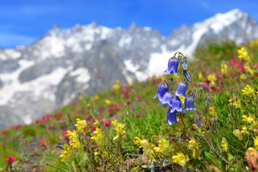 Bärtige Glockenblume auf Wiesen in den Alpen