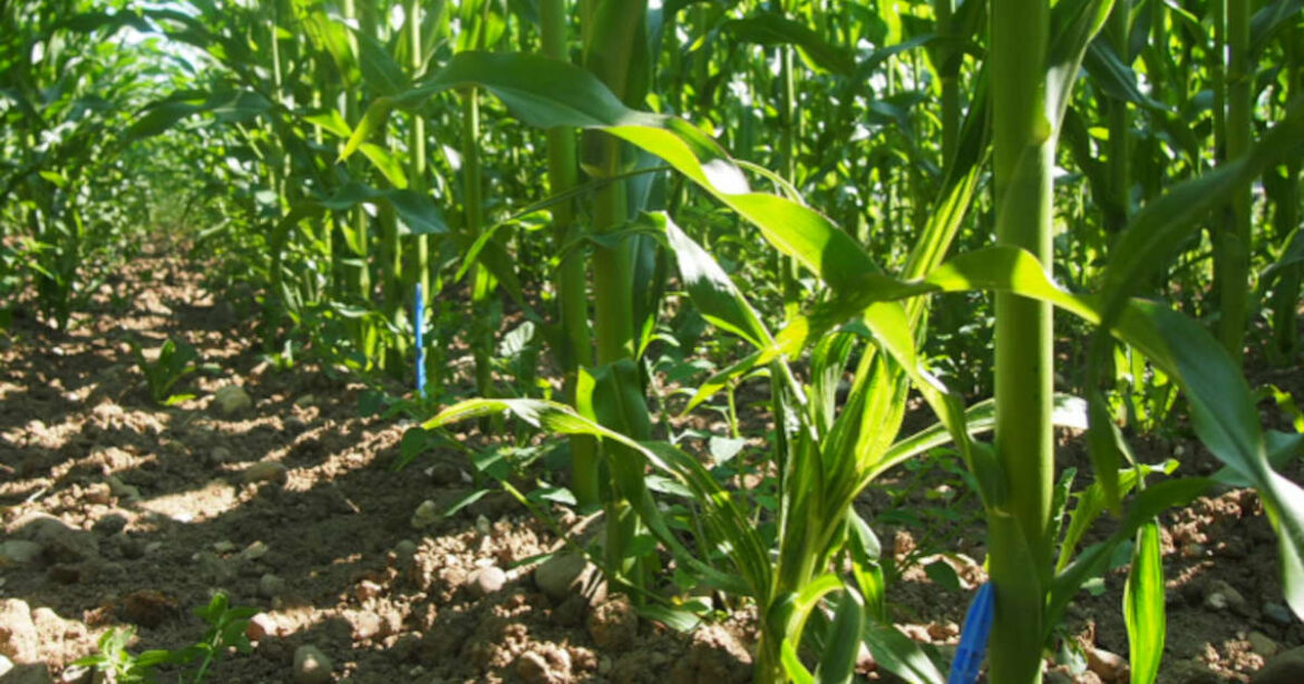 Maisfeld auf Bodenhöhe