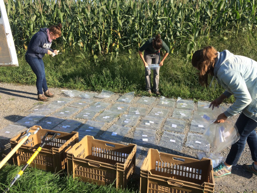 Forschende auf Feld bei der Arbeit