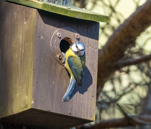 Eine Blaumeise sitzt an einem Vogelhaus.