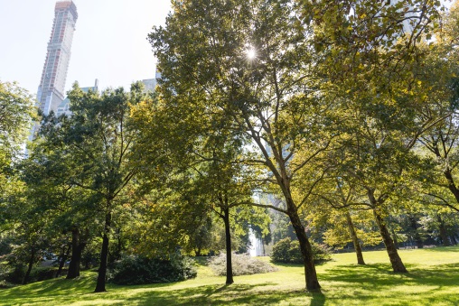 Die Sonne scheint im Central Park in New York.