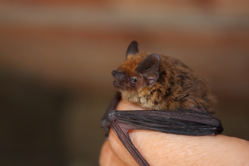 Eine Zwergfledermaus