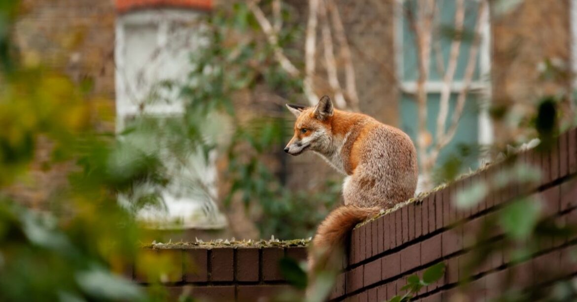 Ein Fuchs sitzt auf einer Mauer.