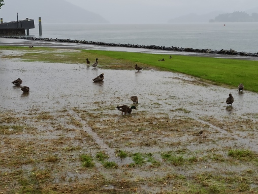 dorfturnier13 Enten auf der nassen Wiese am Chamer Dorfturnier im Hirsgarten