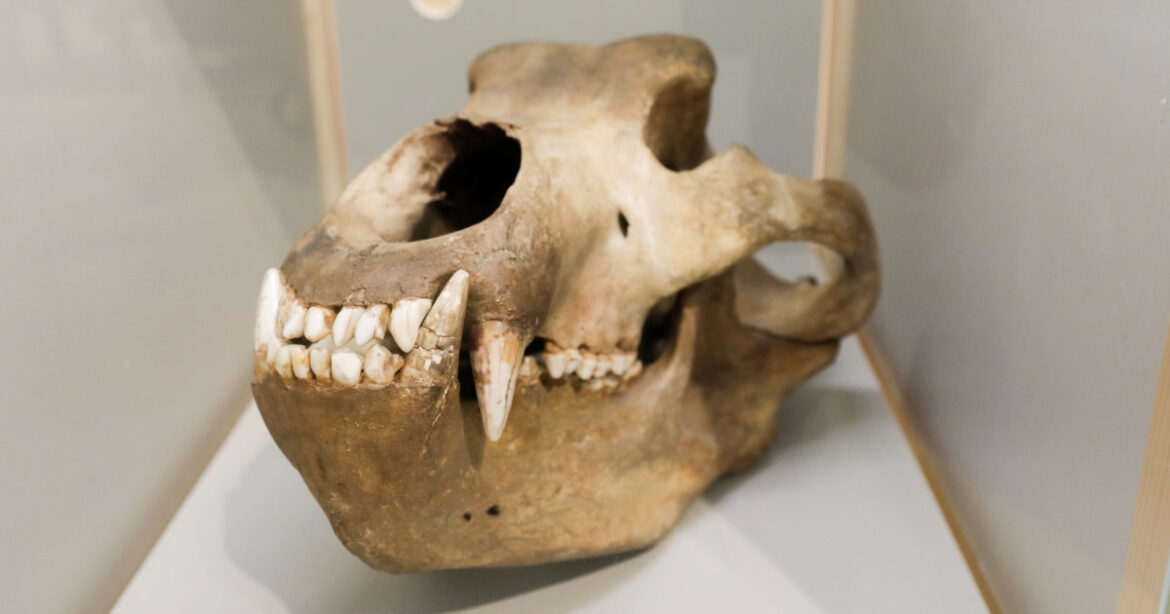 Ein Schädel im Naturmuseum Winterthur