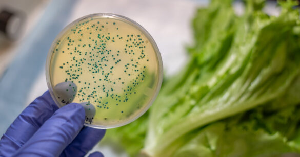 Petrischale im Labor